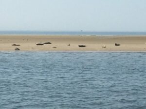 Sommer Urlaub an der Nordsee -Seehundbänke vor Büsum